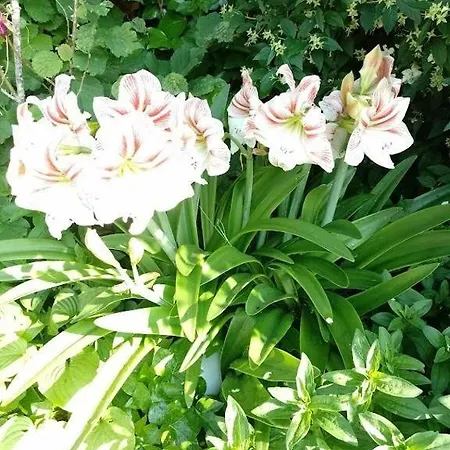 Σπίτι διακοπών House Haus Stepcich *