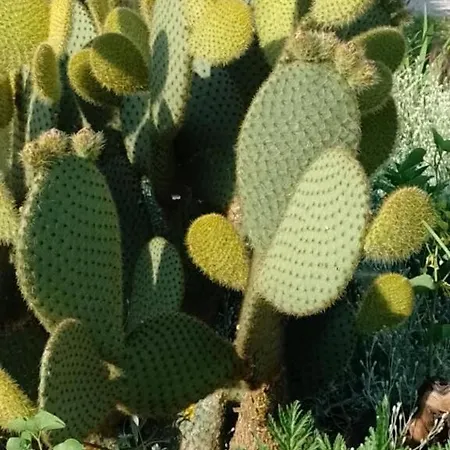 House Haus Stepcich * Vozilici