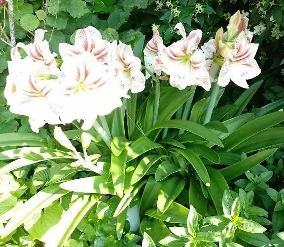 Dom wakacyjny House Haus Stepcich *