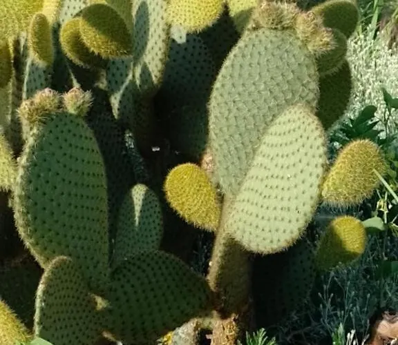 House Haus Stepcich * Vozilici